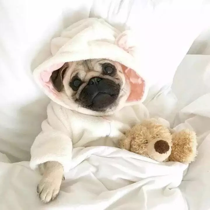 Доброе утро с мопсами картинки прикольные Pin on Pug life ain't easy