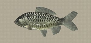 Fishing Encyclopedia // Fish Locations image 41