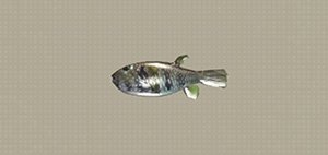Fishing Encyclopedia // Fish Locations image 100