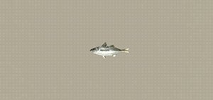 Fishing Encyclopedia // Fish Locations image 112