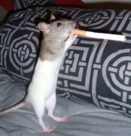 Крыса фото смешное Крыса фото смешное