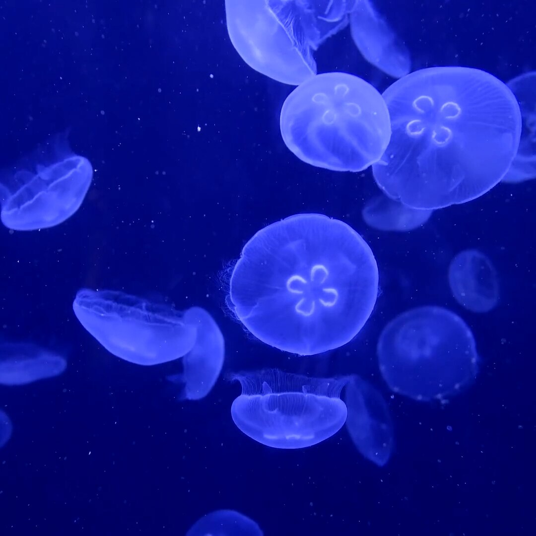 Jellyfish Aquarium01_水母水族馆一