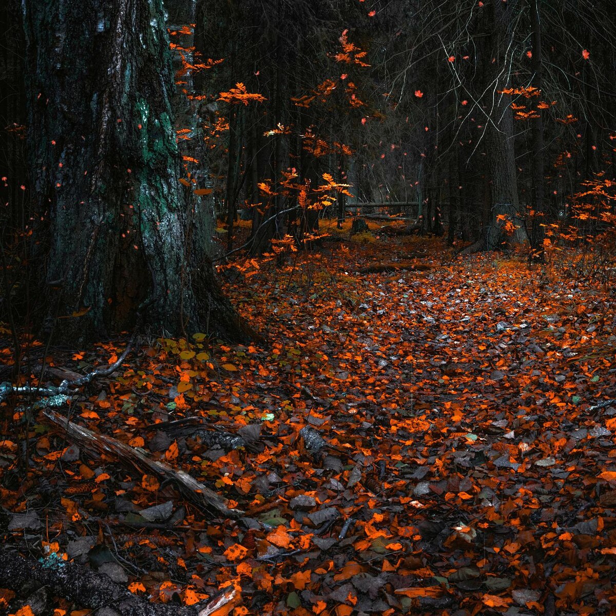 Forest - Autumn 8k Rain and Leaves