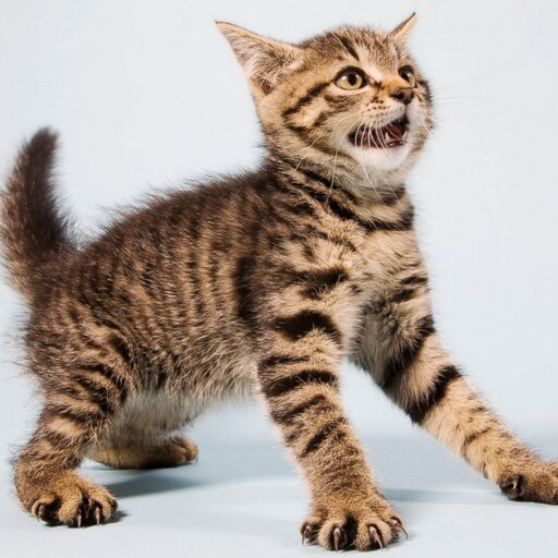 Как выглядит напуганная кошка Как выглядит напуганная кошка