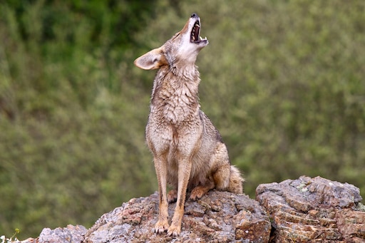 Дикий койот фото Дикий койот фото