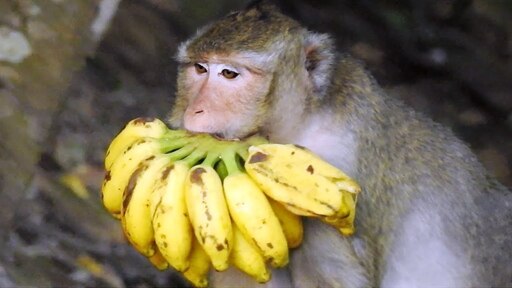 Сколько бананов едят обезьяны. Макака с бананом. Обезьянка и бананы. Обезьяна ест банан. J,tpmzyf c ,fuyfyfvb.