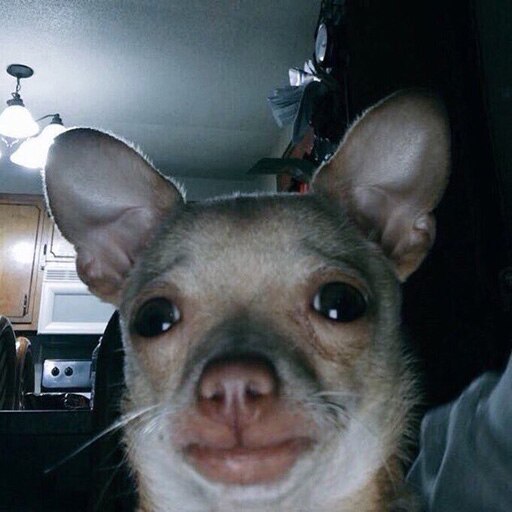 Мем с собакой чихуахуа Мем с собакой чихуахуа