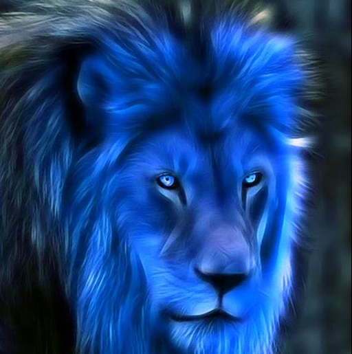 Лев с голубыми глазами фото Лев с голубыми глазами фото