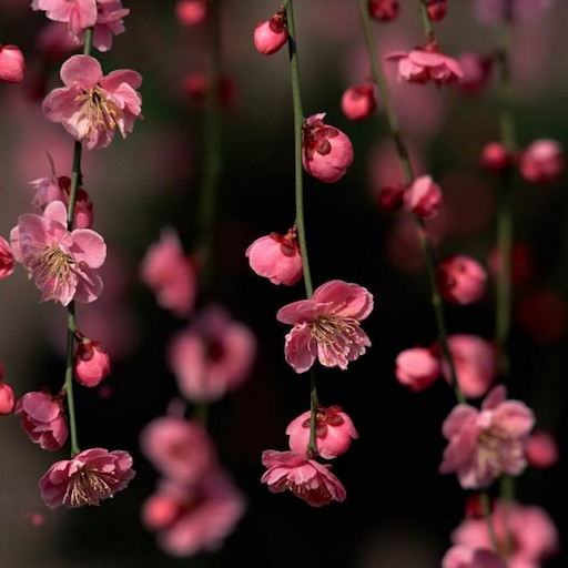Steam pink flower фото 29
