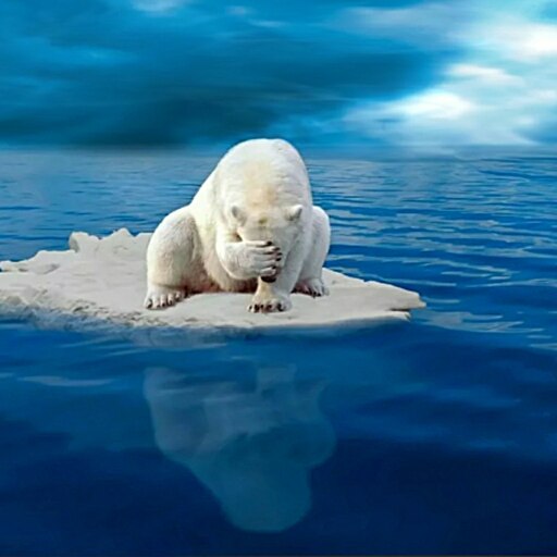 Polar bear steam фото 29