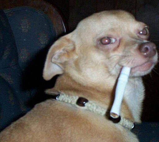 Мем собака бьет в кастрюлю Мем собака бьет в кастрюлю