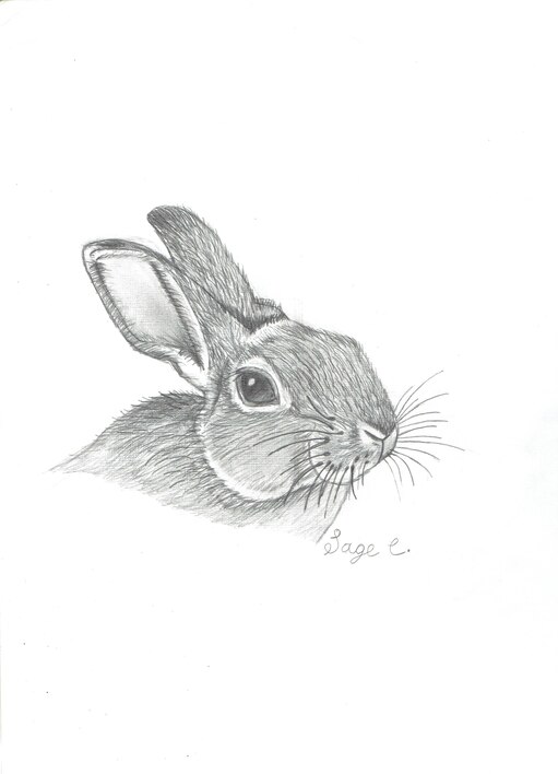 Кролик рисунок ручкой
