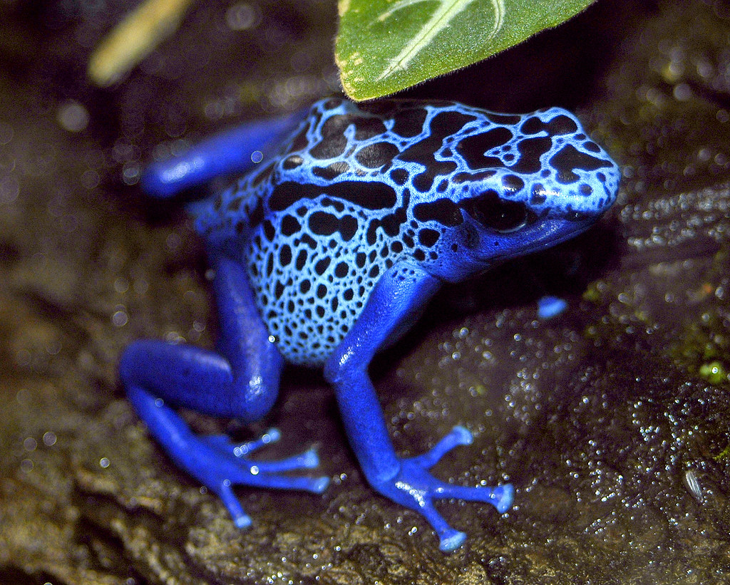 Картинки ядовитых животных Pin on Nature!
