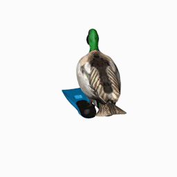 spinning duck