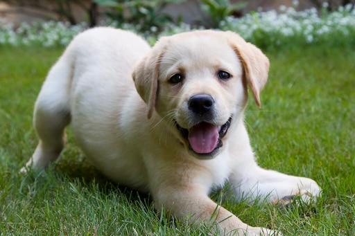 Как выглядит лабрадор фото щенок Как выглядит лабрадор фото щенок