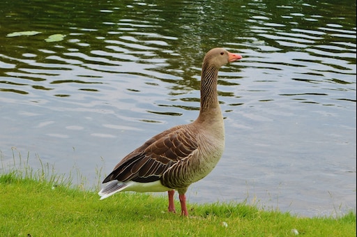 Гусь фото животного Гусь фото животного