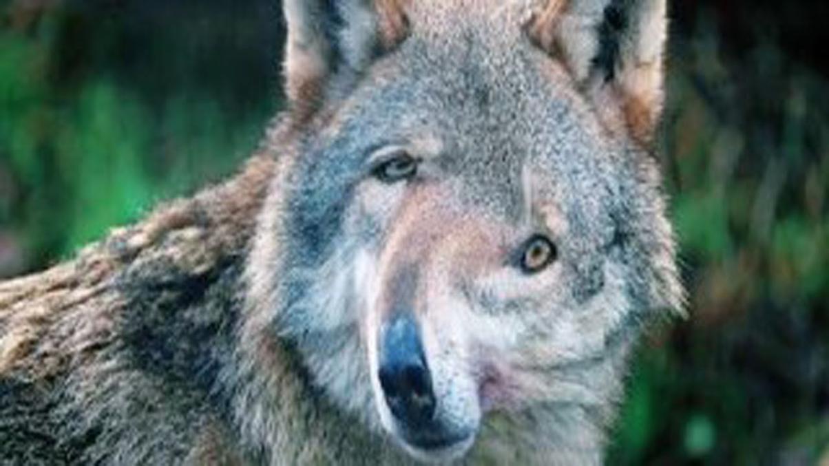 Ауф картинки мем