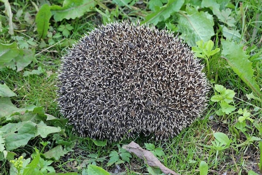 Как выглядит ежа растение Как выглядит ежа растение