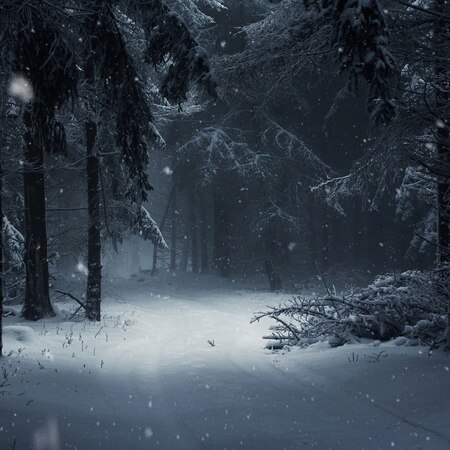 Winter-Snow-Forest | Wallpapers HDV