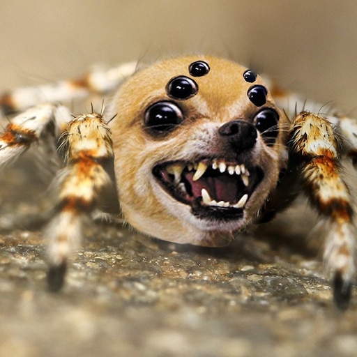 Милые пауки фото Милые пауки фото