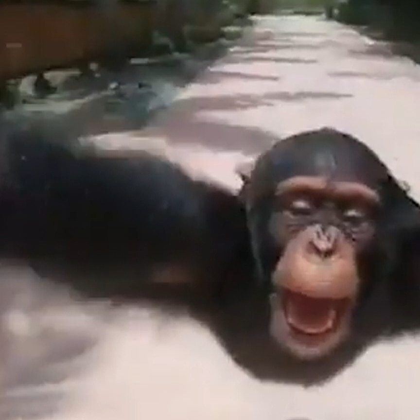 monkey spin