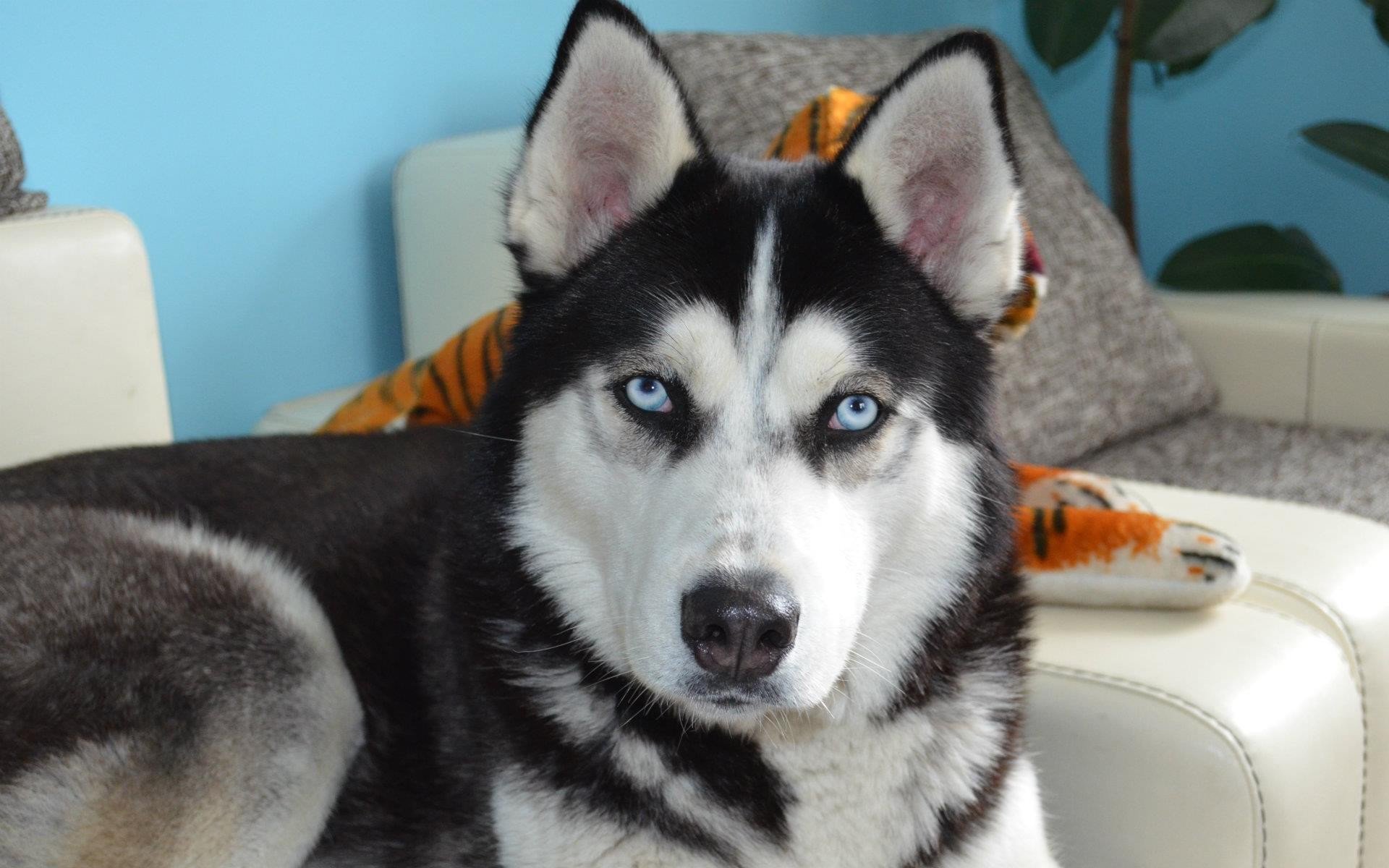 Ergasthri Steam 自用 1149