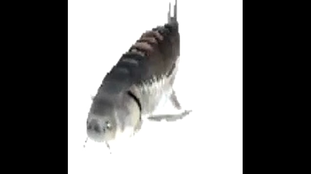 Steam Workshop::Spinning fish (meme)