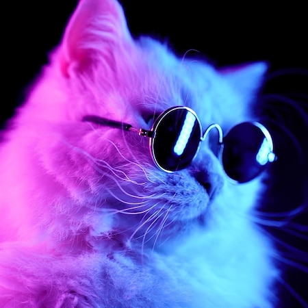 Cool cat