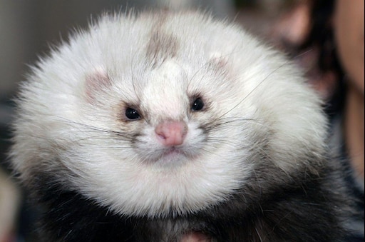 Как выглядит хорек животное фото Как выглядит хорек животное фото