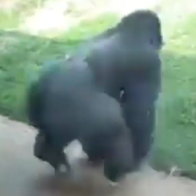 gorilla spinning with cyberpunk music