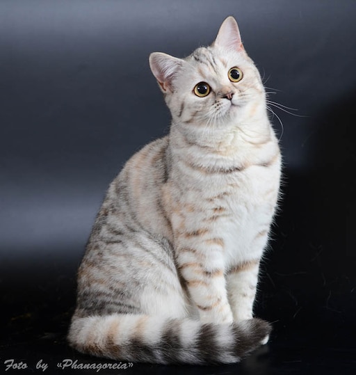 Кошки шотландские прямоухие короткошерстные фото Кошки шотландские прямоухие короткошерстные фото