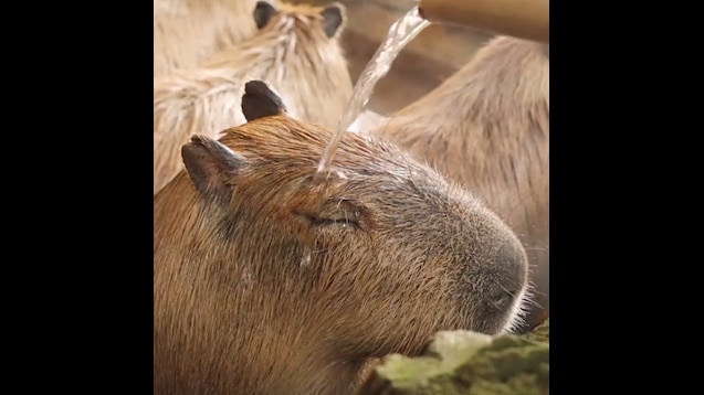 Capybara Spa on Steam