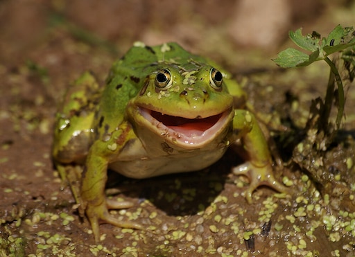 Как выглядит настоящая лягушка Как выглядит настоящая лягушка