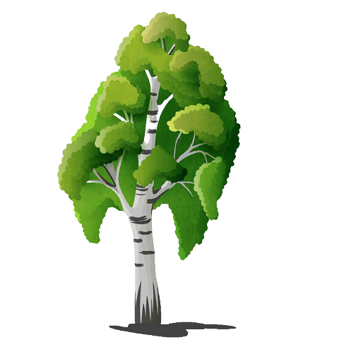 Картинка дерево береза для детей на прозрачном фоне