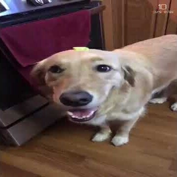 Butter Dog