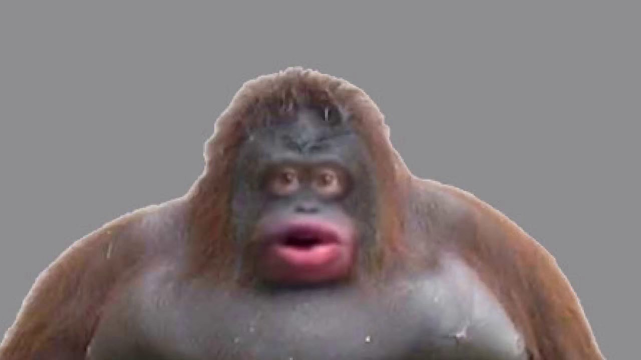 Бешеная обезьяна мем. Пабло мем с обезьяной. Oh no мем обезьяна. Oh no мем обезьяна. Oh no мем обезьяна.