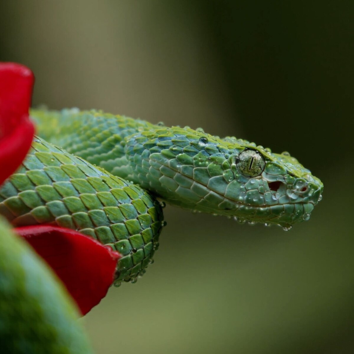 Nature & Animals 4K (Costa Rica)