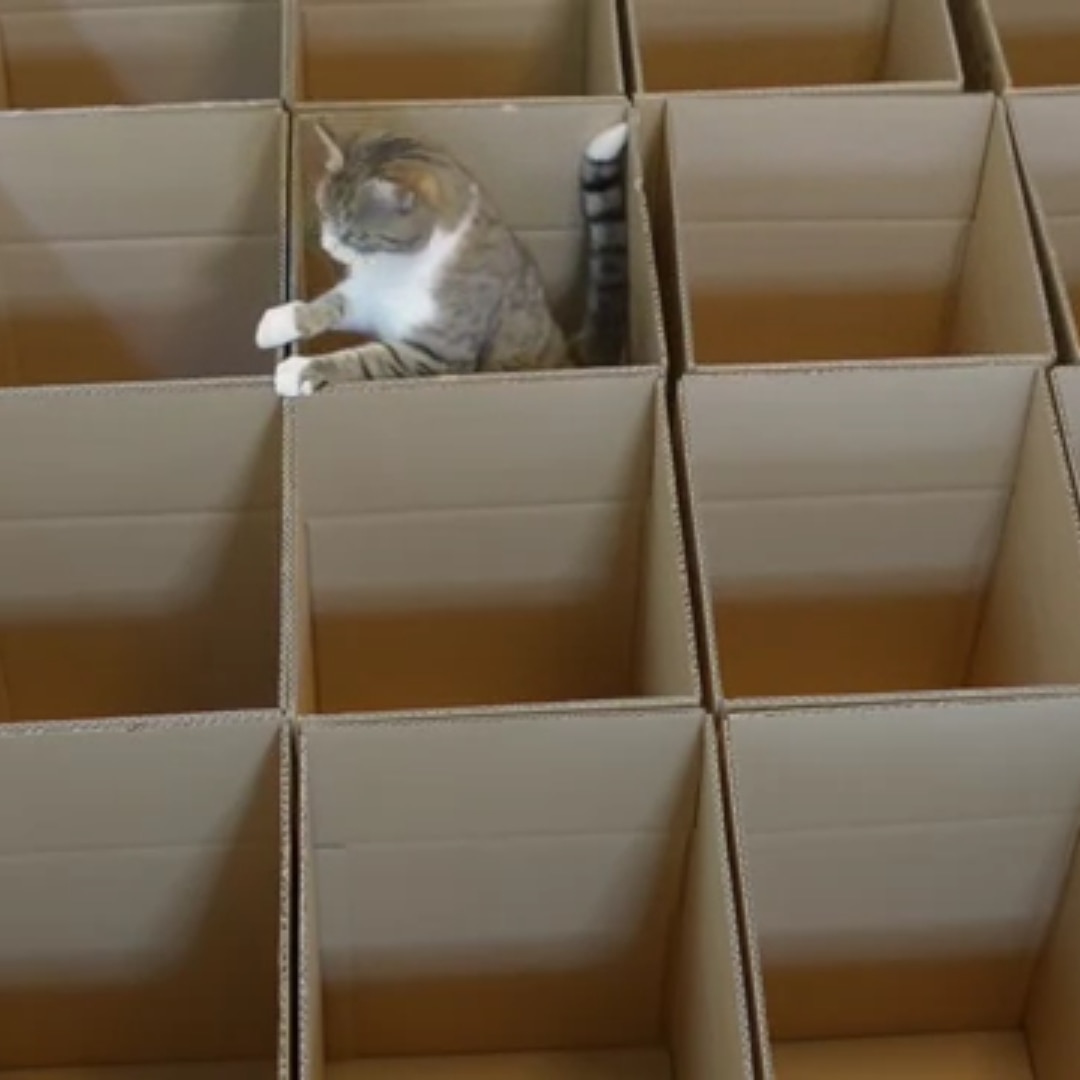 Cats in Boxes