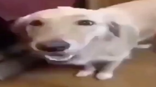 Мем собака играет с кегой Мем собака играет с кегой