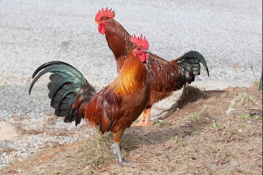 Петух 2 месяца фото Петух 2 месяца фото