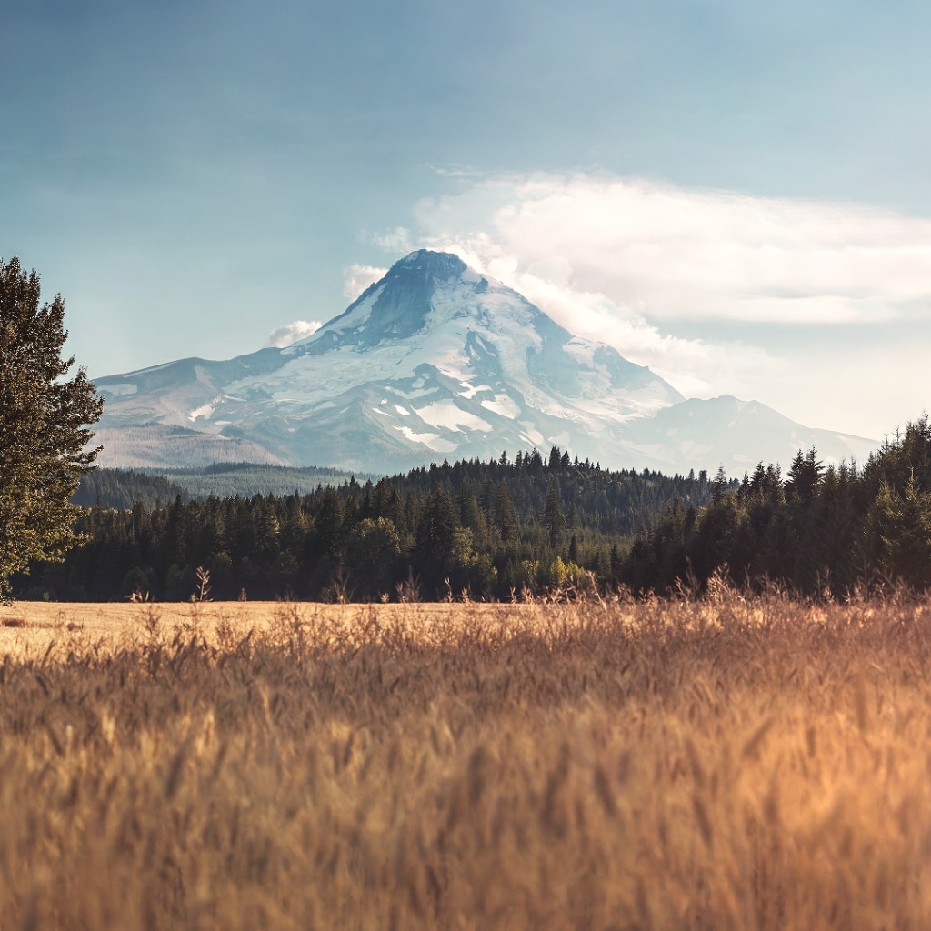 golden field