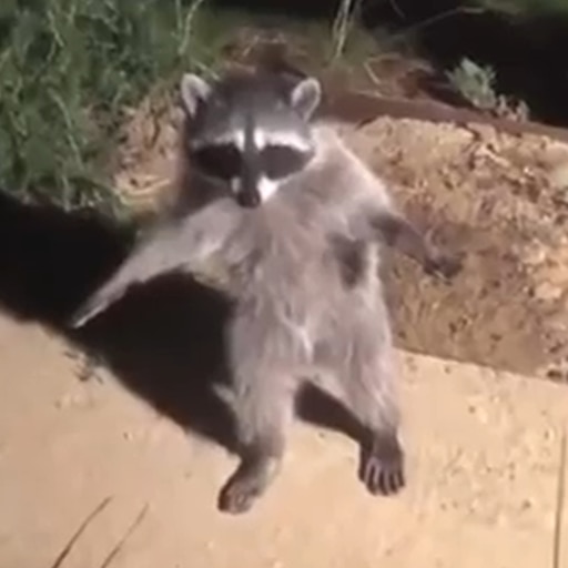 T-pose Racoon on Make a GIF