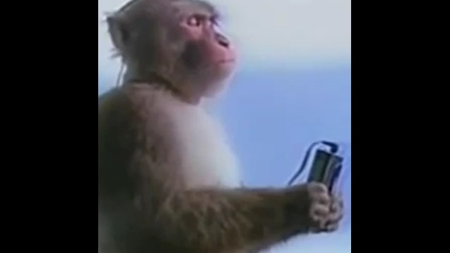 monkey listening to music cropped｜TikTok Search