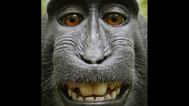 Roblox Monkeys Emotes GIF