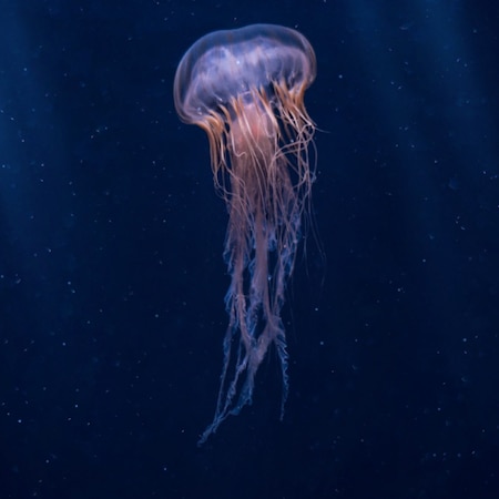 Relaxing Jellyfish