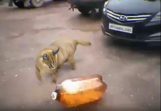 Мем собака играет с кегой Мем собака играет с кегой