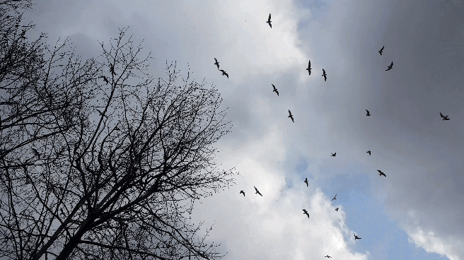 birds flying gif