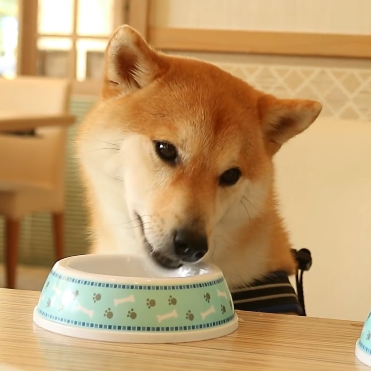 Shiba inu / doge eating in restaurant