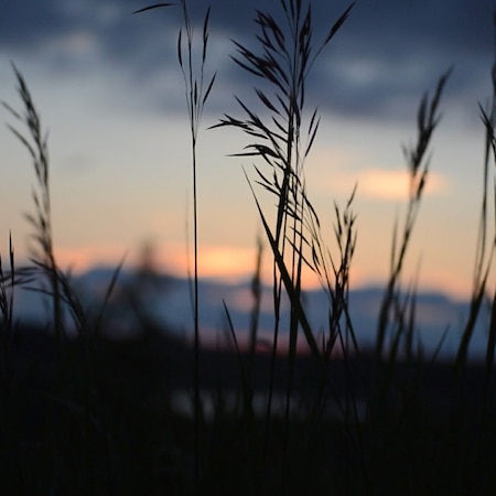 Wheat at Dusk