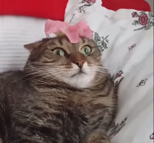 Мемы кот с цветами Мемы кот с цветами